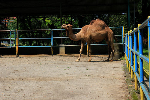 Salah satu koleksi satwa di TSTJ