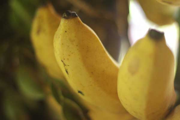 pisang-raja-sebagai-hiasan-pada-pengantin-jawa