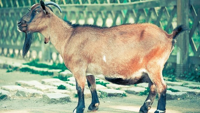 emas telah membuktikan bahwa ia bisa menjadi alat tukar yang konsisten.