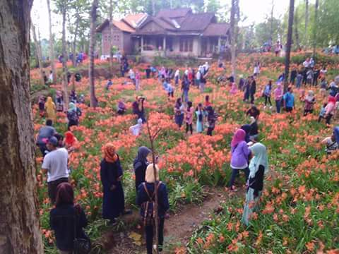 Pelaku-Pengrusakan-Amaryllis di-Gunungkidul-Jogja5