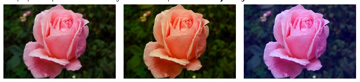 temperatur warna pada bunga